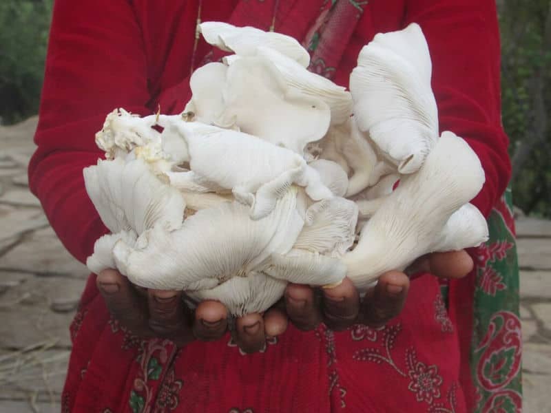 Parbati holding her mushrooms